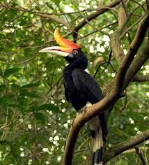 Pemilihan burung enggang sebagai simbol keramat bukan tanpa ada alasan. Burung Enggang Si Petani Hutan Yang Tak Kenal Pamrih Monga