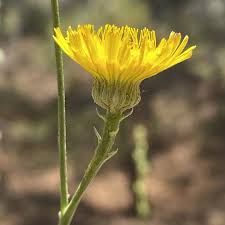 Image result for Tolpis