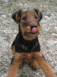 Black And Brown Terrier Dog Airedale Puppies Always Have A Bit Of Black On Their Faces Until They Grow Up And It All Turns Walnut Brown Airedale Puppy Airedale Dogs Airedale Terrier
