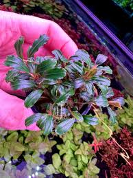 Image result for Diplolophium buchananii