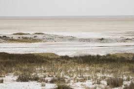 Image result for Sporobolus spicatus