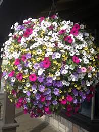 Beautiful Hanging Flower Basket And Perhaps The Largest One I Ve Ever Seen Hanging Flower Baskets Container Flowers Hanging Baskets