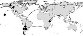 Image result for Ranunculus oreophytus