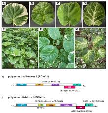 Image result for Polyscias kivuensis