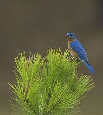 Where We Are From The Birds Sing A Pretty Song Bluebird Such A Sweet Bird And Such A Pretty Song That They Sing Blue Bird Beautiful Birds Bird Watcher