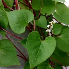 Image result for Anredera