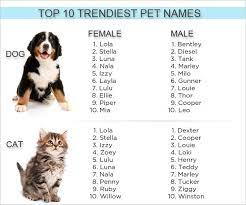 top 10 trendiest cat and dog names boy puppy names boy dog names kitten names