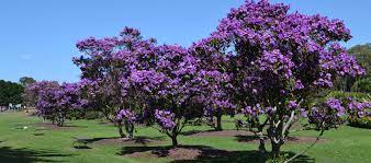 Declared a weed species by brisbane city coucil. Visit Centennial Parklands Tibouchina Centennial Parklands