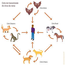 Raiva em bovinos: o que é, como prevenir e controlar essa doença