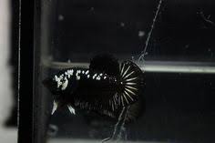 Bluerim black mamba nemo candy giant 10 lubuk cupang. 300 Ide Black Ikan Cupang Ikan Ikan Eksotis