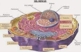 Sel hewan tersusun dari berbagai bagian organel yang memiliki fungsi bervariasi. Sel Hewan Struktur Dan Fungsi Organel Sel Hewan Sel Hewan Hewan Biologi Sel