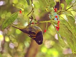Department of Conservation | Did you know? The hihi/stitchbird is one of  New Zealand's rarest and most captivating birds! ✨ Once widespread across  the North Island,... | Instagram