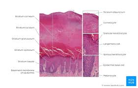 Science topics science biology hair science anatomy coloring book coloring books cosmetology state board skin anatomy human anatomy human body activities. Skin Cells Layers And Histological Features Kenhub