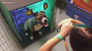 Maybe you would like to learn more about one of these? Ruff Life High End Photos Help Guilford County Shelter Animals Get Adopted Wfmynews2 Com