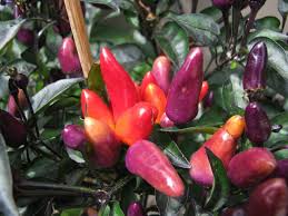 Экcплозив эмбер острый перец (explosive ember). Explosive Ember Bunte Chili Mit Schwarzen Blattern Zier Chilli
