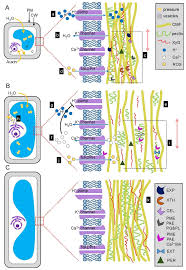 We did not find results for: Ijms Free Full Text The Role Of Auxin In Cell Wall Expansion Html