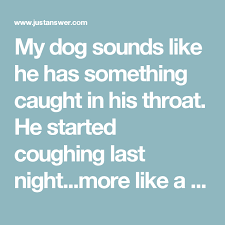 My Dog Sounds Like He Has Something Caught In His Throat He Started Coughing Last Night More Like A Gag The Dog Sounds Dog Coughing And Gagging Dog Remedies