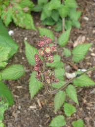 Image result for Heuchera cylindrica Greenfinch