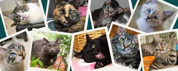 The adoption fee varies for different branches and centres. Purrfect Pals Cat Sanctuary And Adoption Centers Linkedin