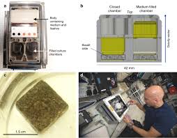 Space Station Biomining Experiment Demonstrates Rare Earth Element Extraction In Microgravity And Mars Gravity Nature Communications The base game starts with a realm. space station biomining experiment