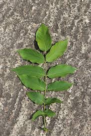 Image result for Markhamia lutea