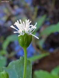 Image result for Adenostemma mauritianum