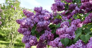 How to fertilize a lilac bush. Growing Lilacs Tips And Lore Farmers Almanac