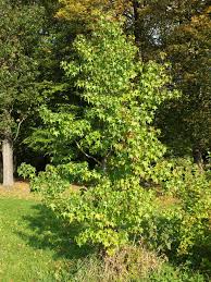 Image result for Altingiaceae