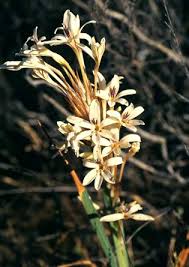 Image result for Hesperantha longicollis