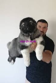Satilik Kafkas Coban Kopegi Kafkas Coban Kopegi Yavru Kopek Kopek Turleri Kopek