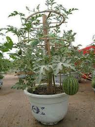 Maybe you would like to learn more about one of these? How To Grow Watermelons In Containers My Desired Home