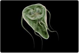 Image result for Gastrodia rwandensis