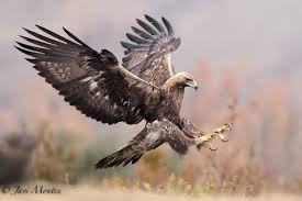 Hawks New York Birds Of Prey Pictures Pin De Art Of Addie Elisabeth Em Animals Aguia Careca Aves De Rapina Animais Selvagens