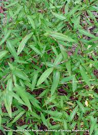 But while growing up, it gives the appearance of buy chaste tree plant. 10 Invasive Plants To Avoid In Your Garden Garden Gate
