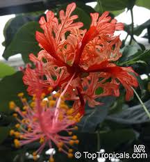 A very cool hibiscus that adds an exotic touch to any garden, hibiscus schizopetalus aka japanese lantern has an unusual the red flowers dangle straight down on the ends on branches, resembling a chinese lantern. Hibiscus Schizopetalus Coral Hibiscus Skeleton Hibiscus Chinese Lantern Japanese Lantern Fringed Hibiscus Toptropicals Com