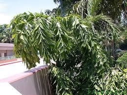 Image result for Caryota urens