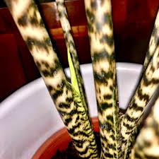 Zebra plant, elephant's ear, taro alocasia, alocasia, alocasia reticulata zebrina, alocasia zebrina tiger, alocasia leopard, zebra alocasia as seen in the vogue christmas gift guide! Alocasia Zebrina Reticulata Elephant Ear Reticulata Uploaded By Tomjs