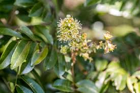 Image result for Cnestis polyphylla