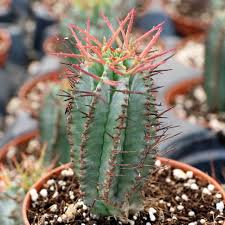 Image result for Euphorbia espinosa