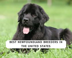 Maybe you would like to learn more about one of these? 6 Best Newfoundland Breeders In The United States 2021 We Love Doodles