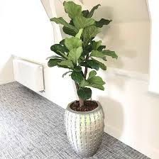 ficus lyrata half schaduw plant kamerplanten binnenplanten ficus