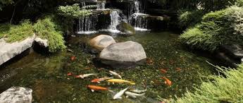 One big one at the top which would be a shaded pond for cold water fish/ mushroom/ ducks/ etc etc cultivation. How To Build A Garden Pond For Fish Wildlife Aquatic Plants