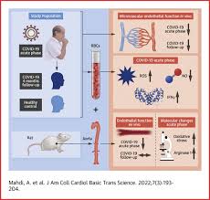 Erythrocytes Induce Vascular Dysfunction in COVID-19