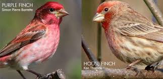Brown Bird With Red Cheeks Identifying Red Finches Backyard Birds Birds Bird Identification