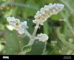 Image result for Aerva leucura