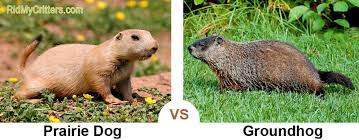 We did not find results for: How To Get Rid Of Prairie Dogs Fast From Your Yard Garden Or Shed