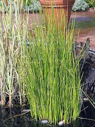 Image result for Eleocharis atropurpurea
