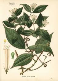 Image result for Strychnos