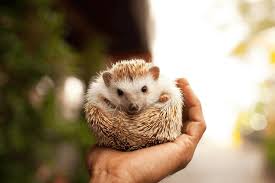 It is amazing when a small hedgehog can live as long as a dog, right? Everything You Need To Know About Owning A Pet Hedgehog