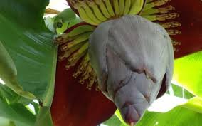 Untuk kamu yang penasaran bagaimana cara mengolah jantung pisang agar lezat untuk dikonsumsi. Bisa Atasi Diabetes Hingga Kanker Ini Cara Mengolah Jantung Pisang Real Jeda Id